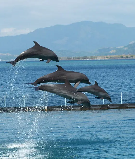 Ocean Adventure ocean-adventure