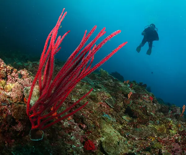 Diving in Subic Bay Diving-in-Subic-Bay